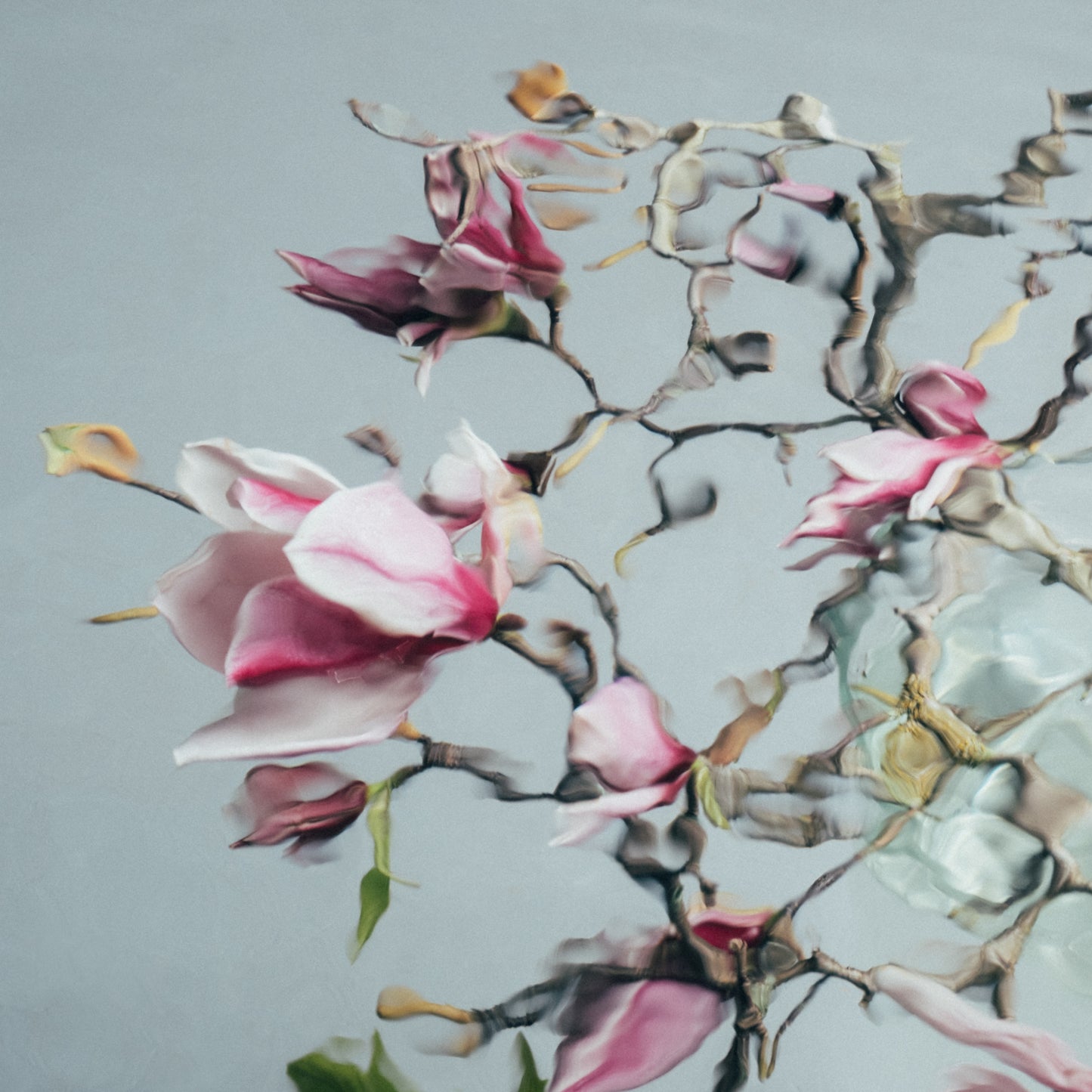 MAGNOLIA 01; 940 x 960mm (print size 760 x 760mm)