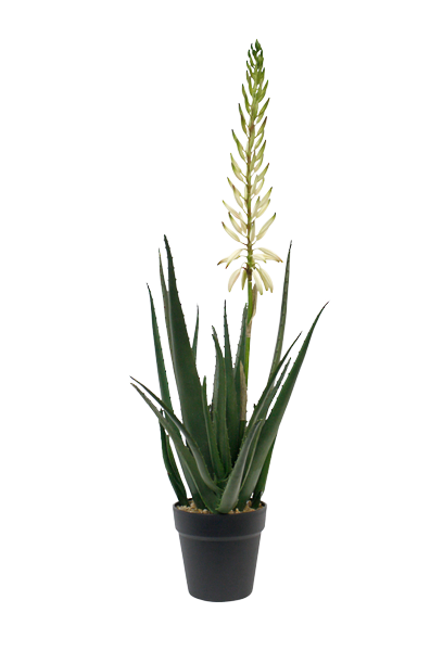 Flowering Aloe Vera 79mm